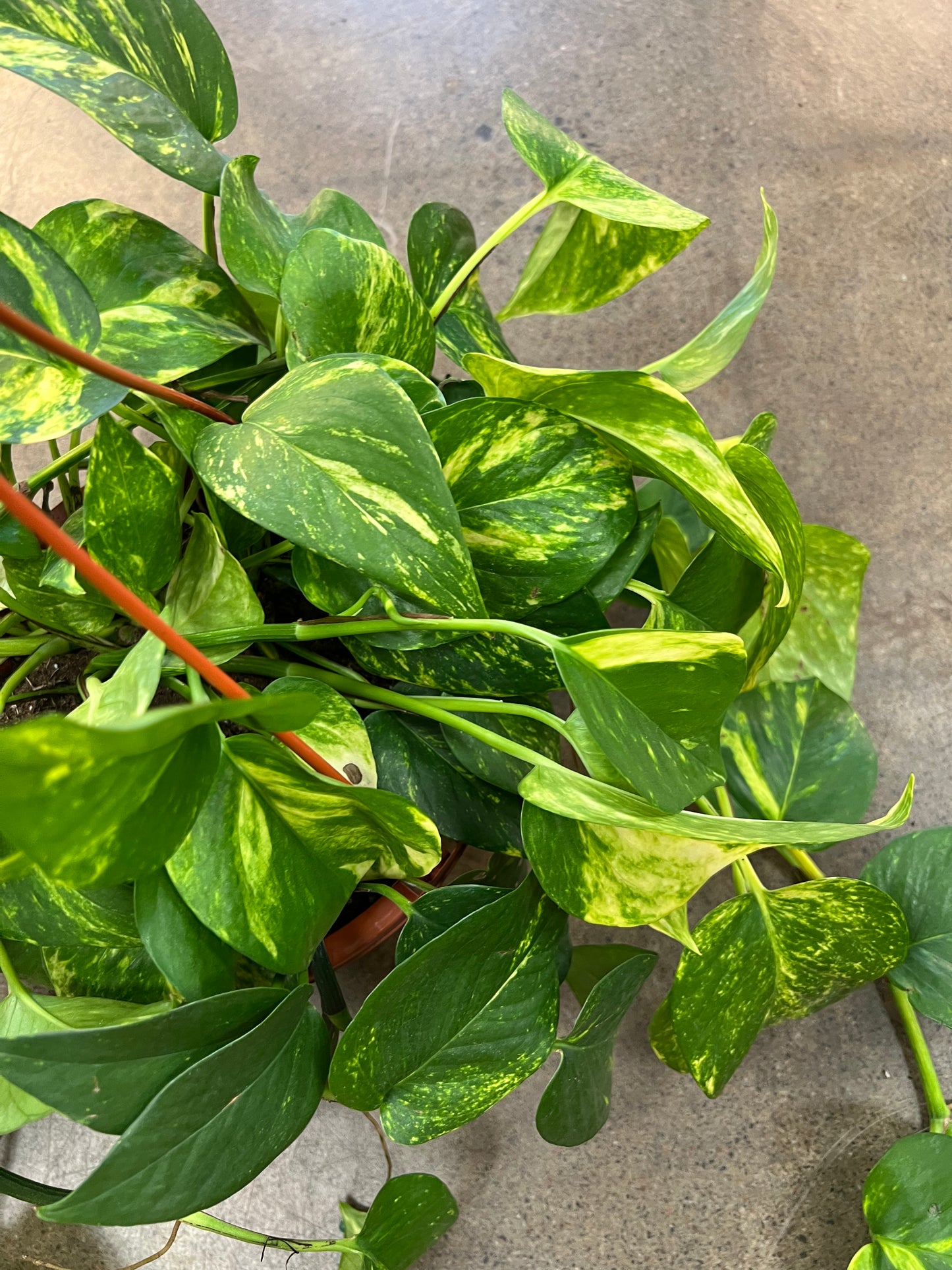 Golden Pothos