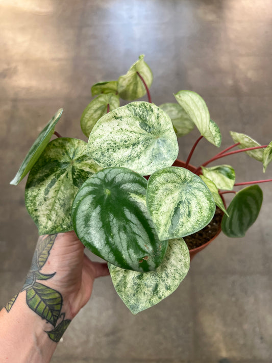 Peperomia Gold Dust