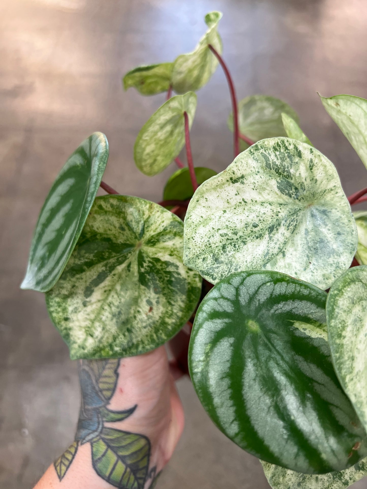 Peperomia Gold Dust