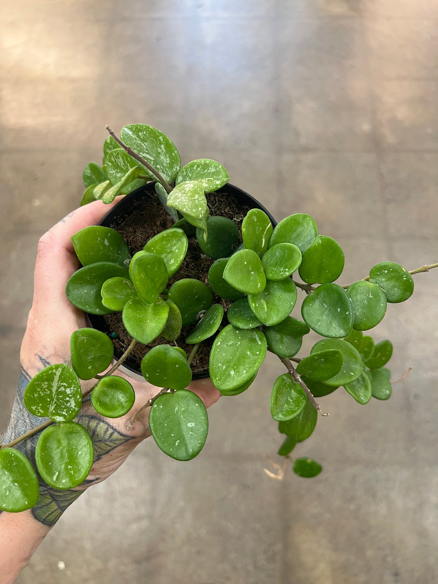 Hoya Mathilde Splash