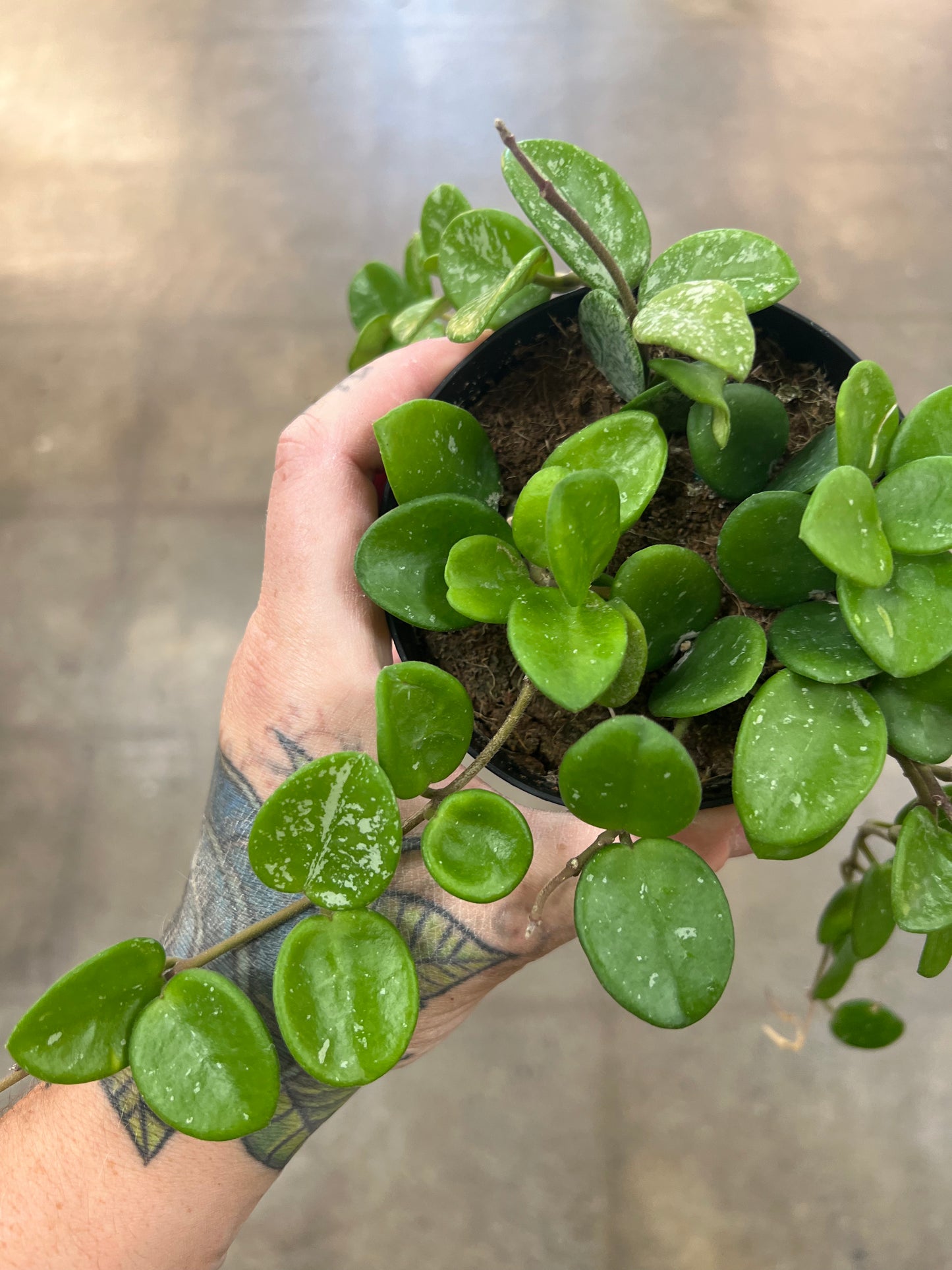 Hoya Mathilde Splash