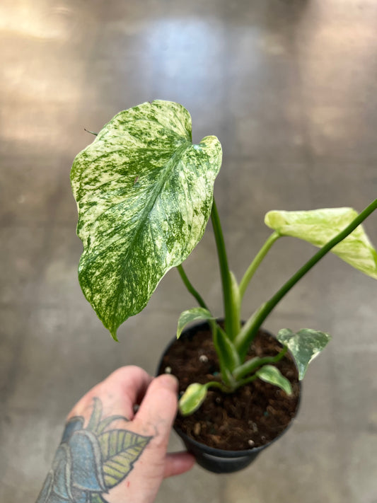 Monstera Mint