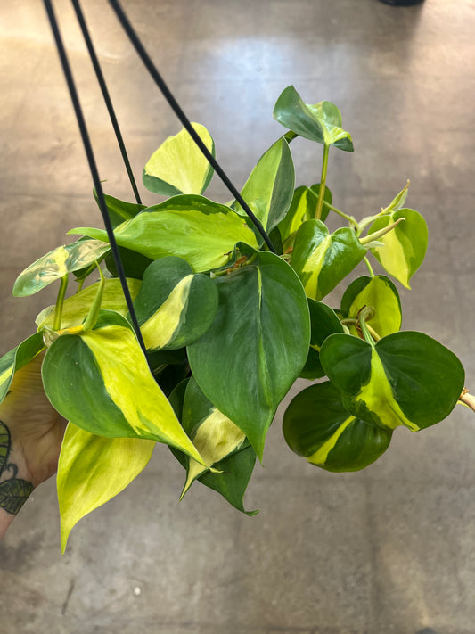 Philodendron Brazil