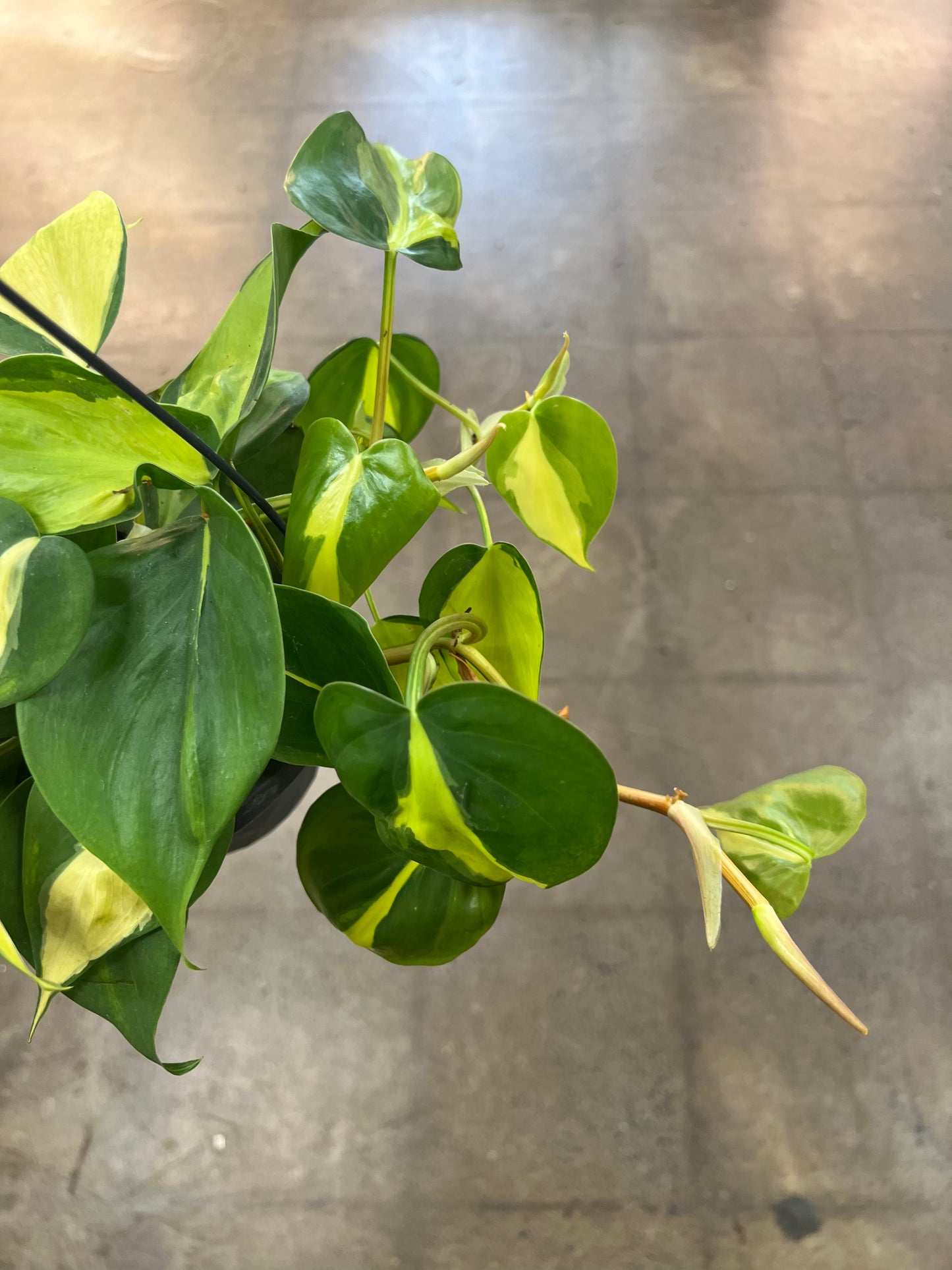 Philodendron Brazil