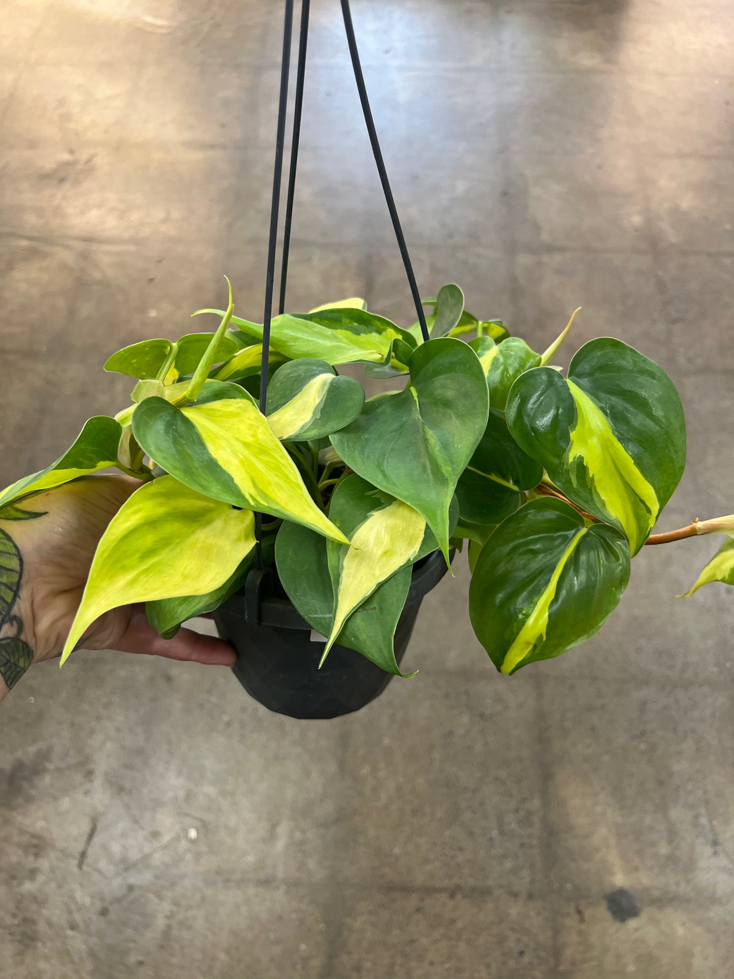 Philodendron Brazil