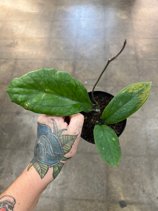 Hoya Vitellinoides