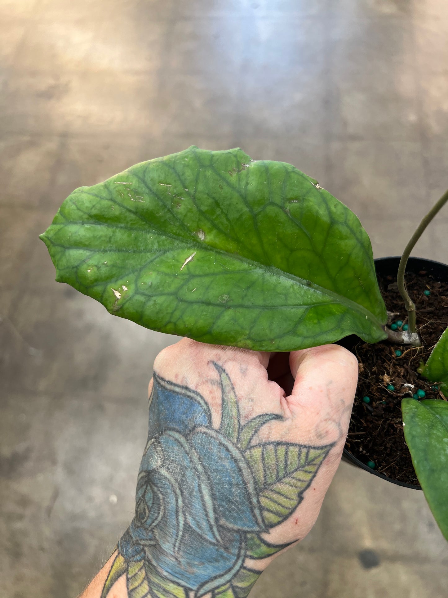 Hoya Vitellinoides