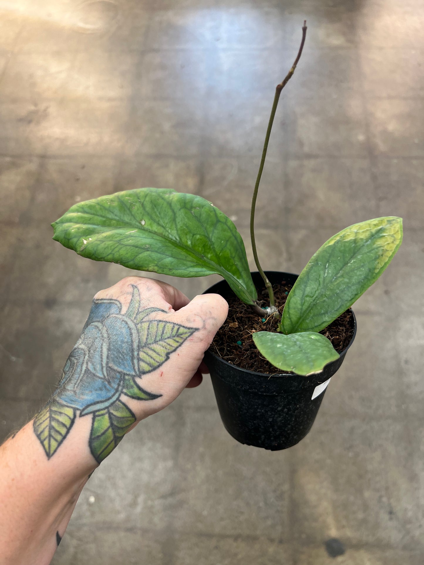 Hoya Vitellinoides