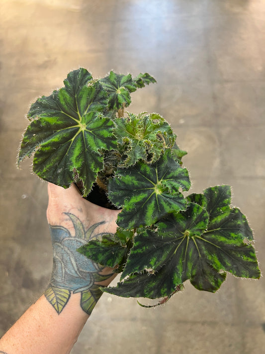 Bégonia Unique