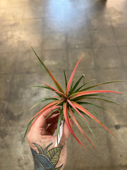 Tillandsia Victoriana Rose