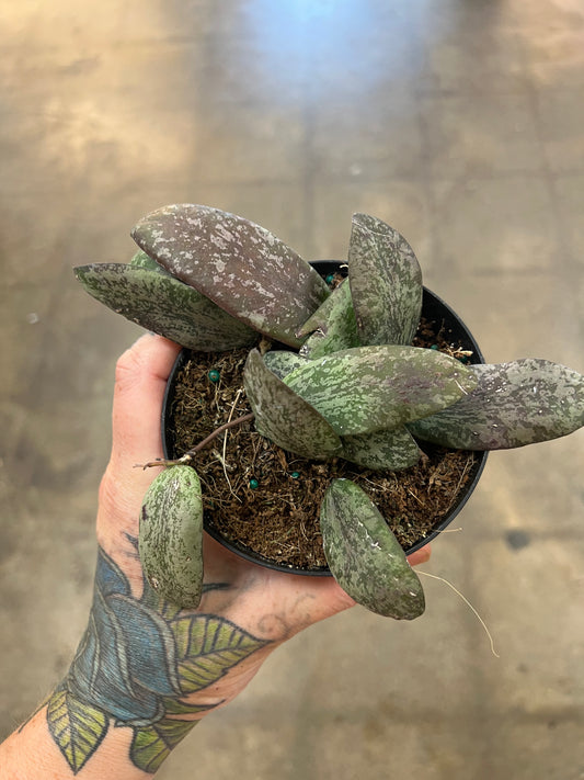 Hoya Sigillatis