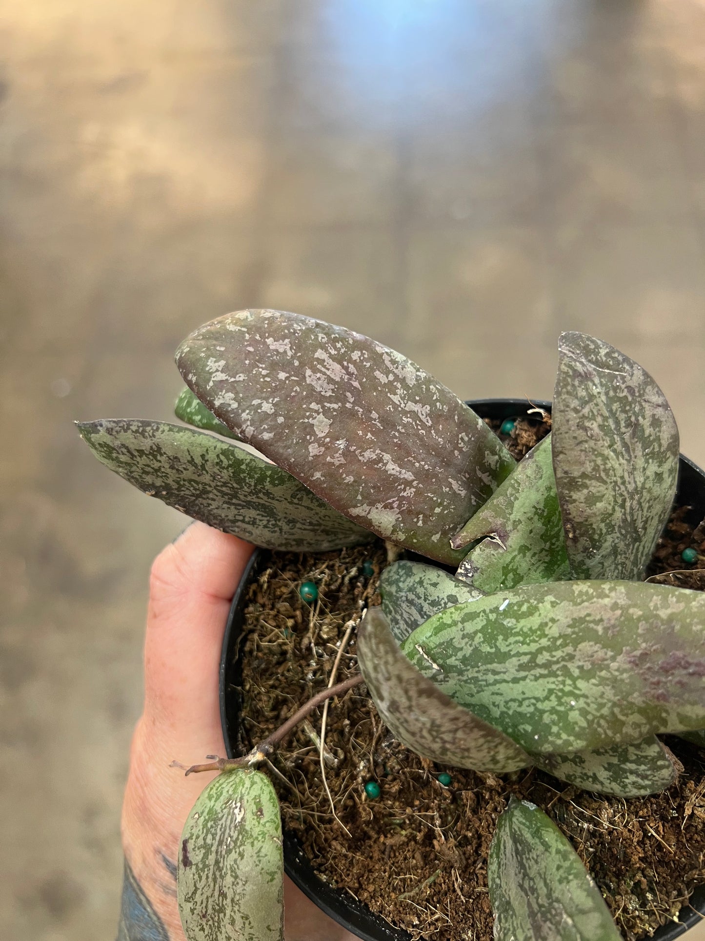 Hoya Sigillatis