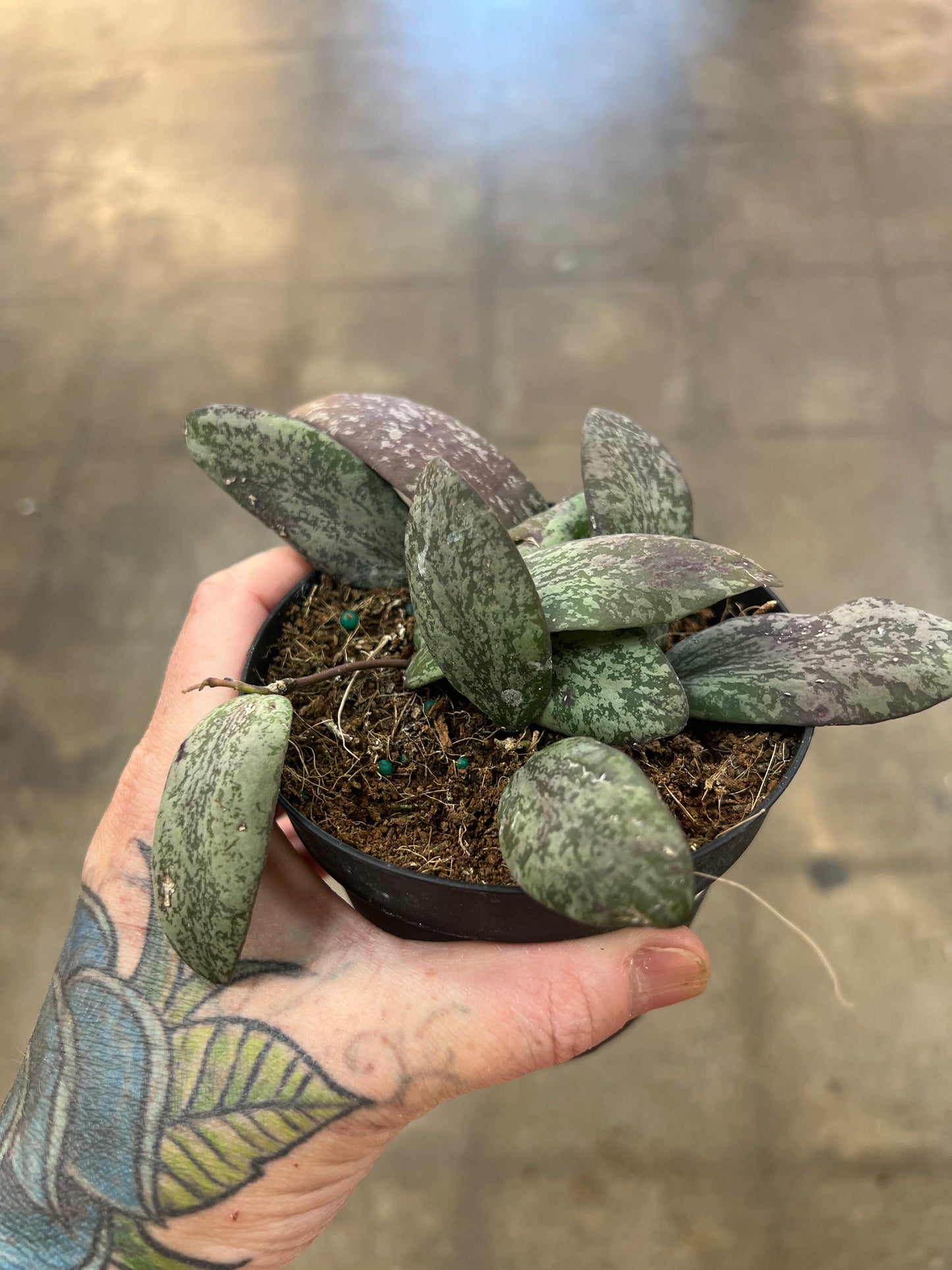 Hoya Sigillatis