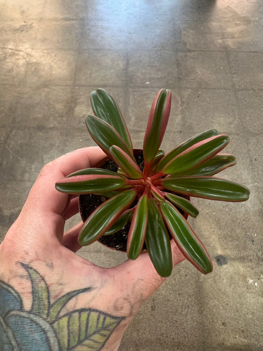 Peperomia Graveolens Ruby