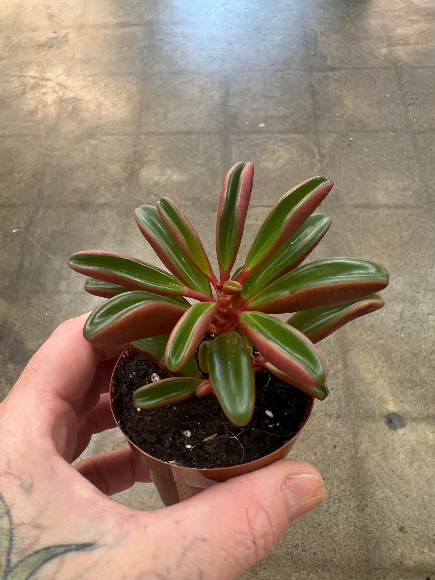 Peperomia Graveolens Ruby