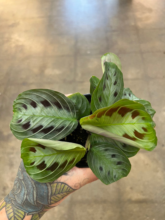 Maranta Massangeana Black