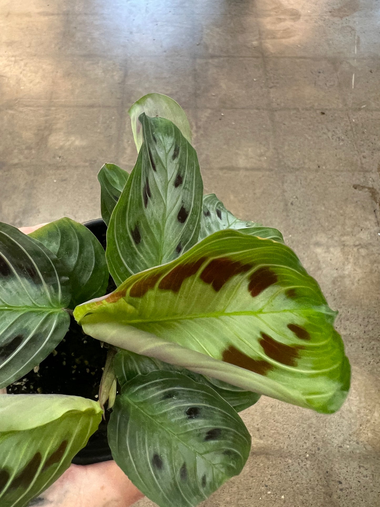 Maranta Massangeana Black
