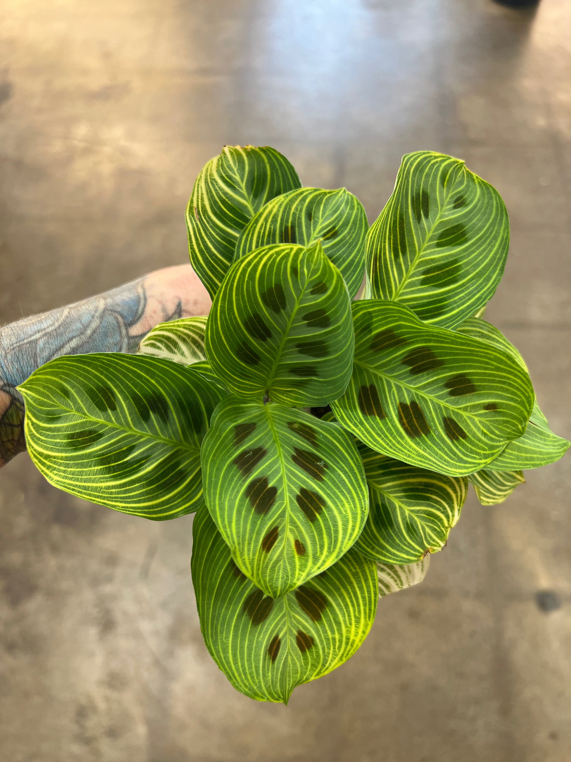 Maranta Gold Maranta Gold Lines – jungleroseinc
