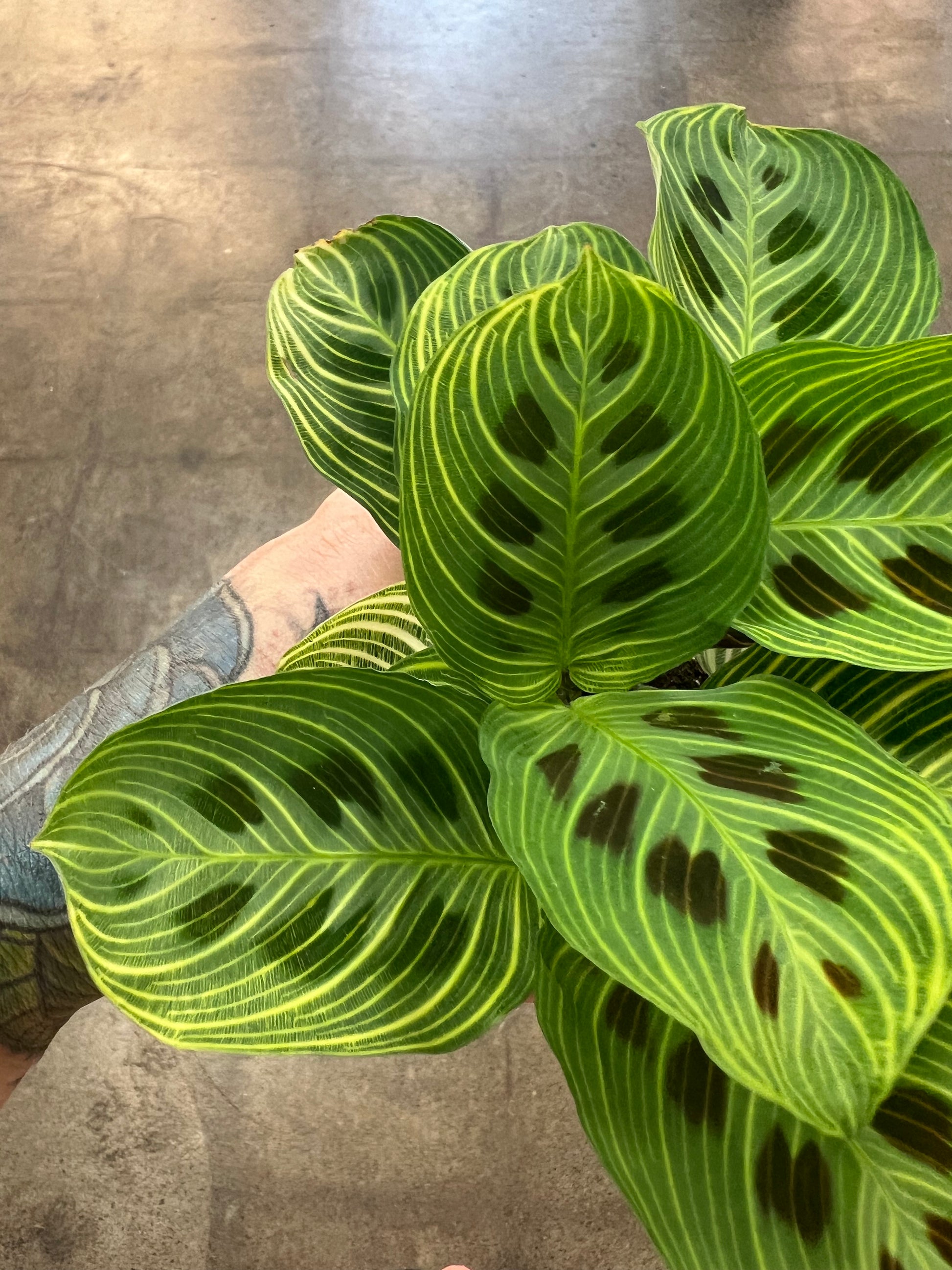 Maranta Gold Maranta Gold Lines – jungleroseinc
