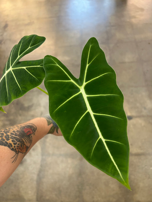 Alocasia Frydek