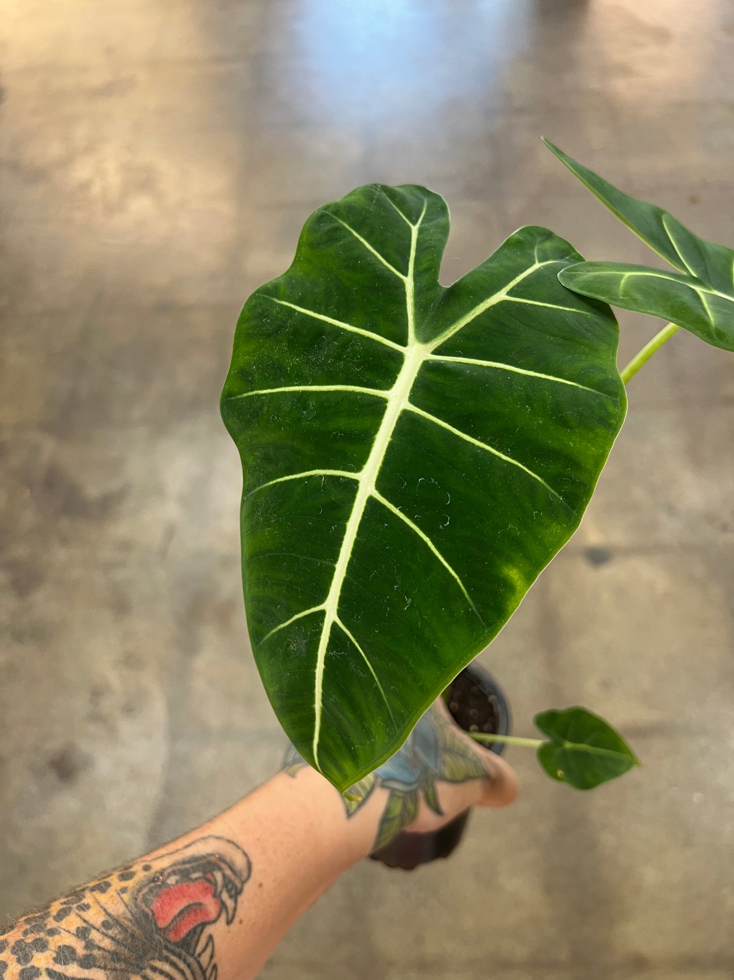 Alocasia Frydek