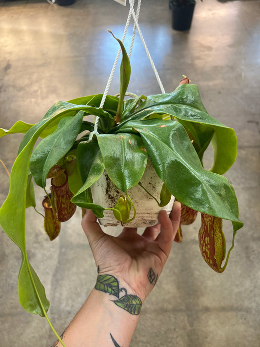 Nepenthes Gaya