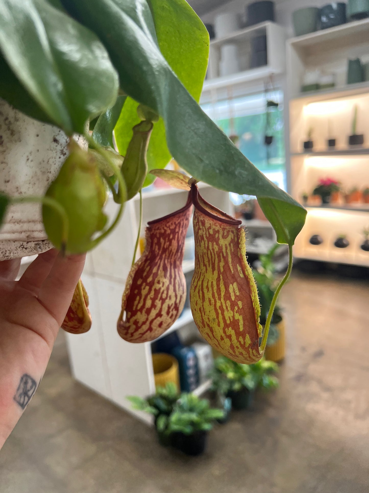 Nepenthes Gaya
