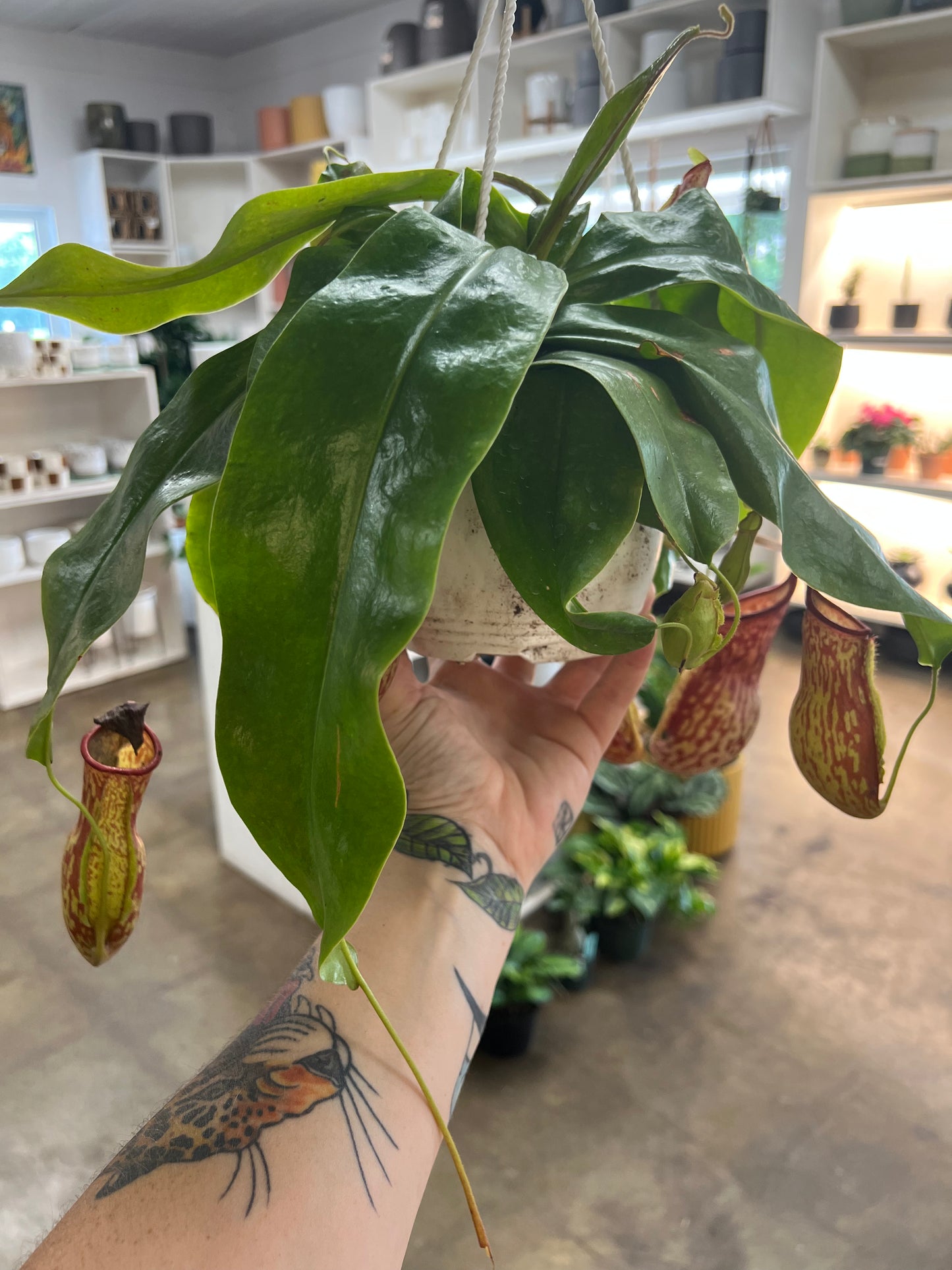 Nepenthes Gaya