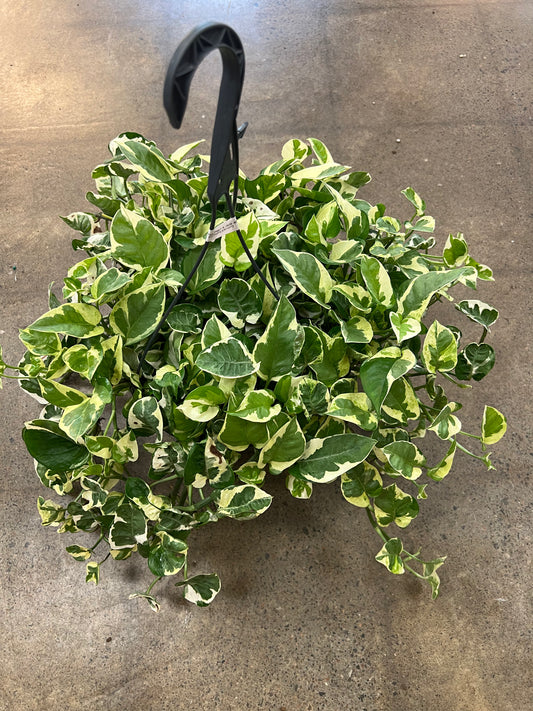 Pothos Pearl & Jade