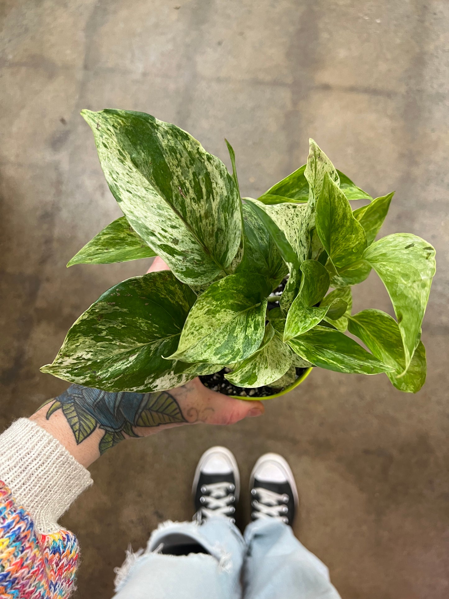 Pothos Marble Queen