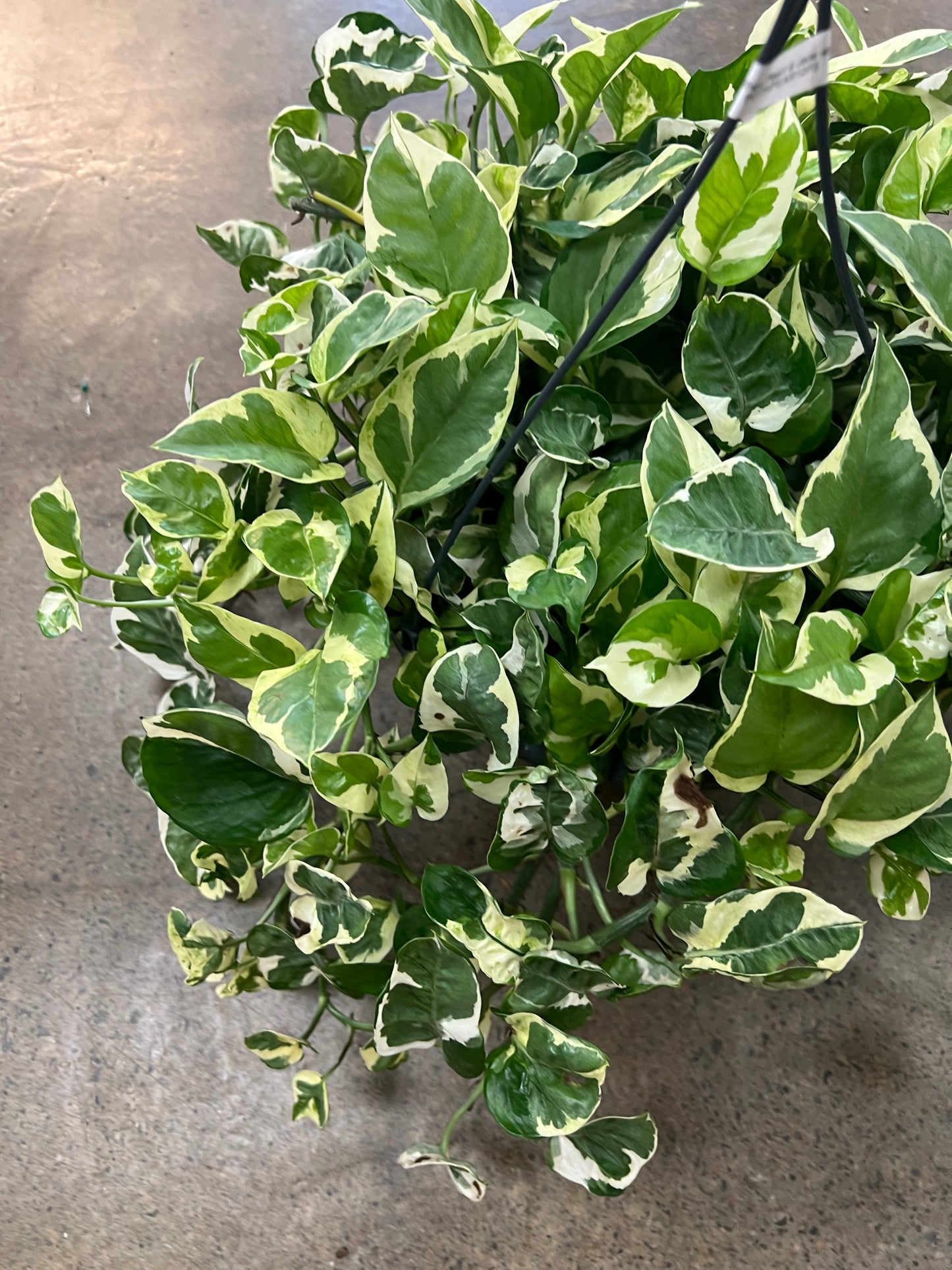 Pothos Pearl & Jade