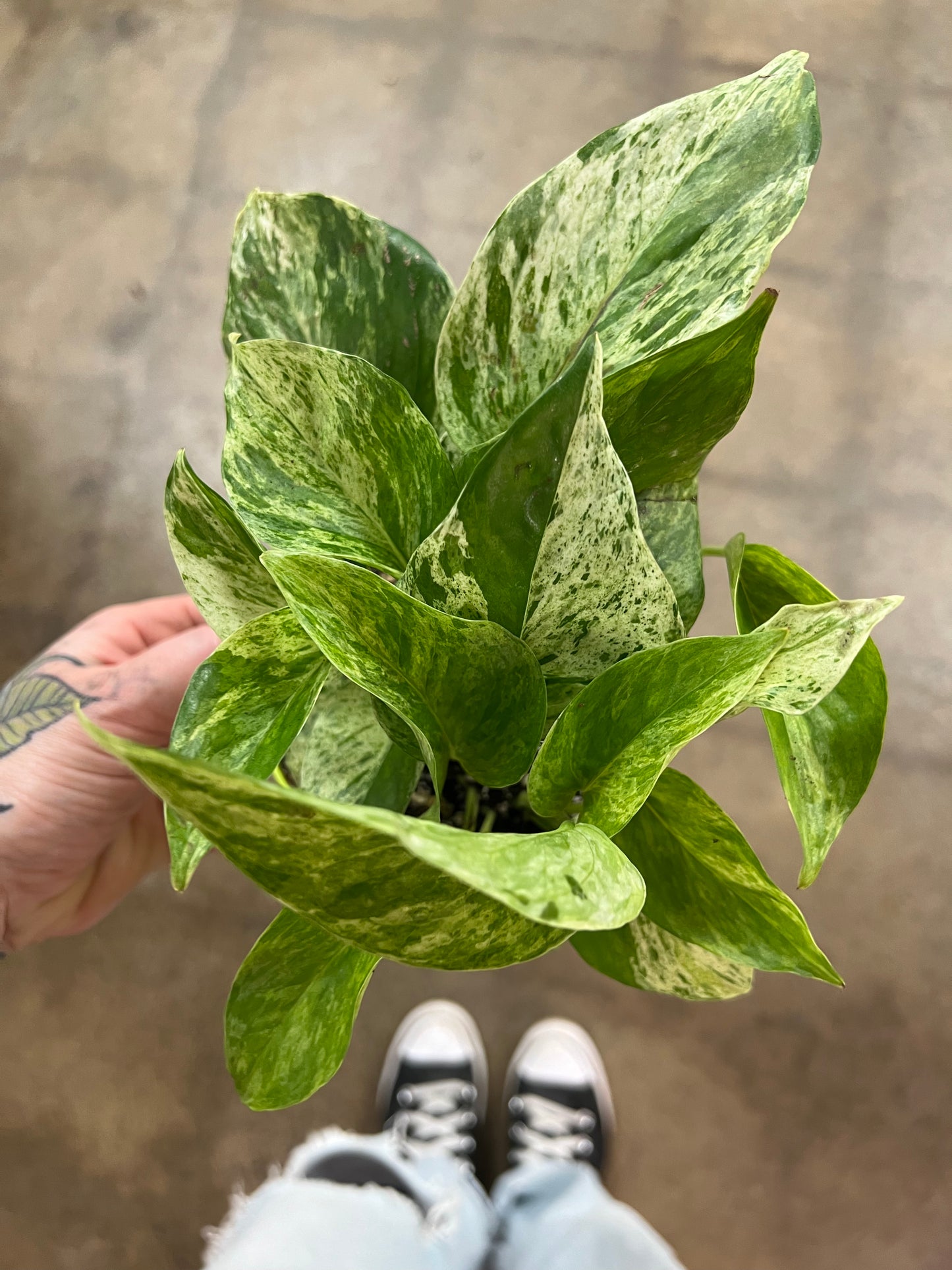 Pothos Marble Queen