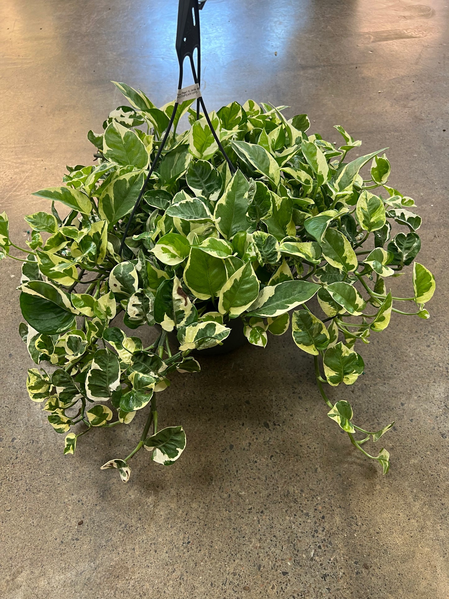 Pothos Pearl & Jade