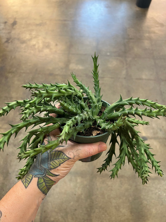 Orbea Caudata
