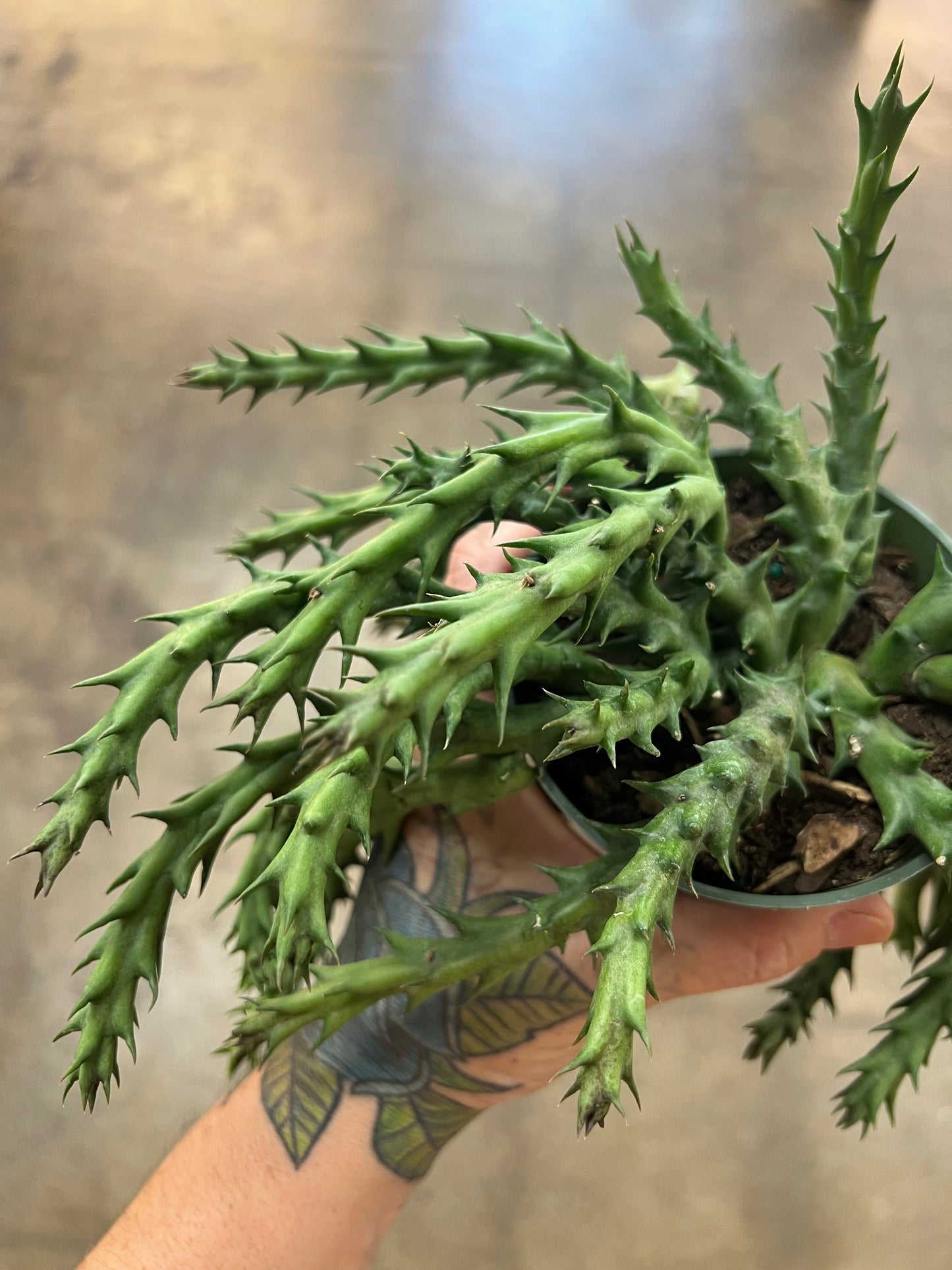 Orbea Caudata