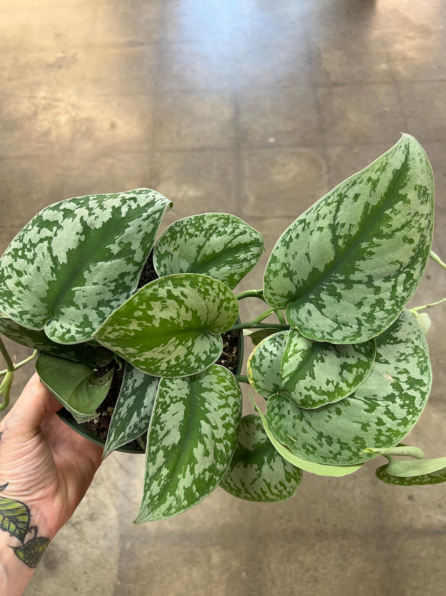 Scindapsus Exotica