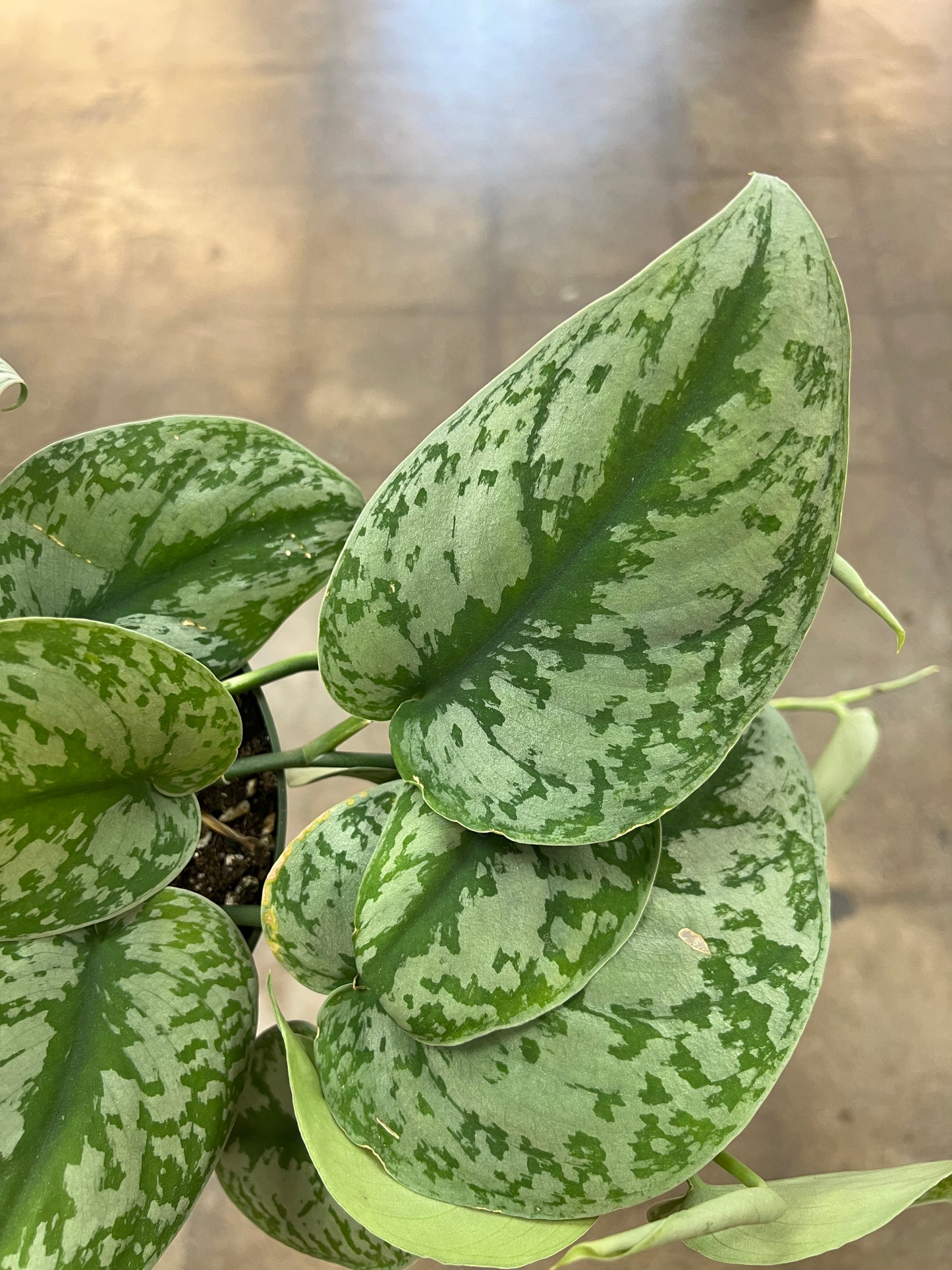 Scindapsus Exotica