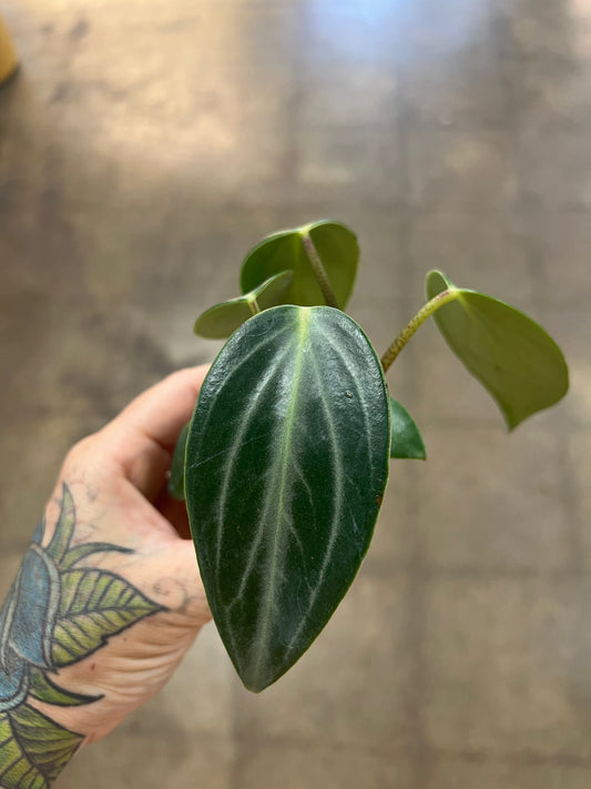 Peperomia Maculosa
