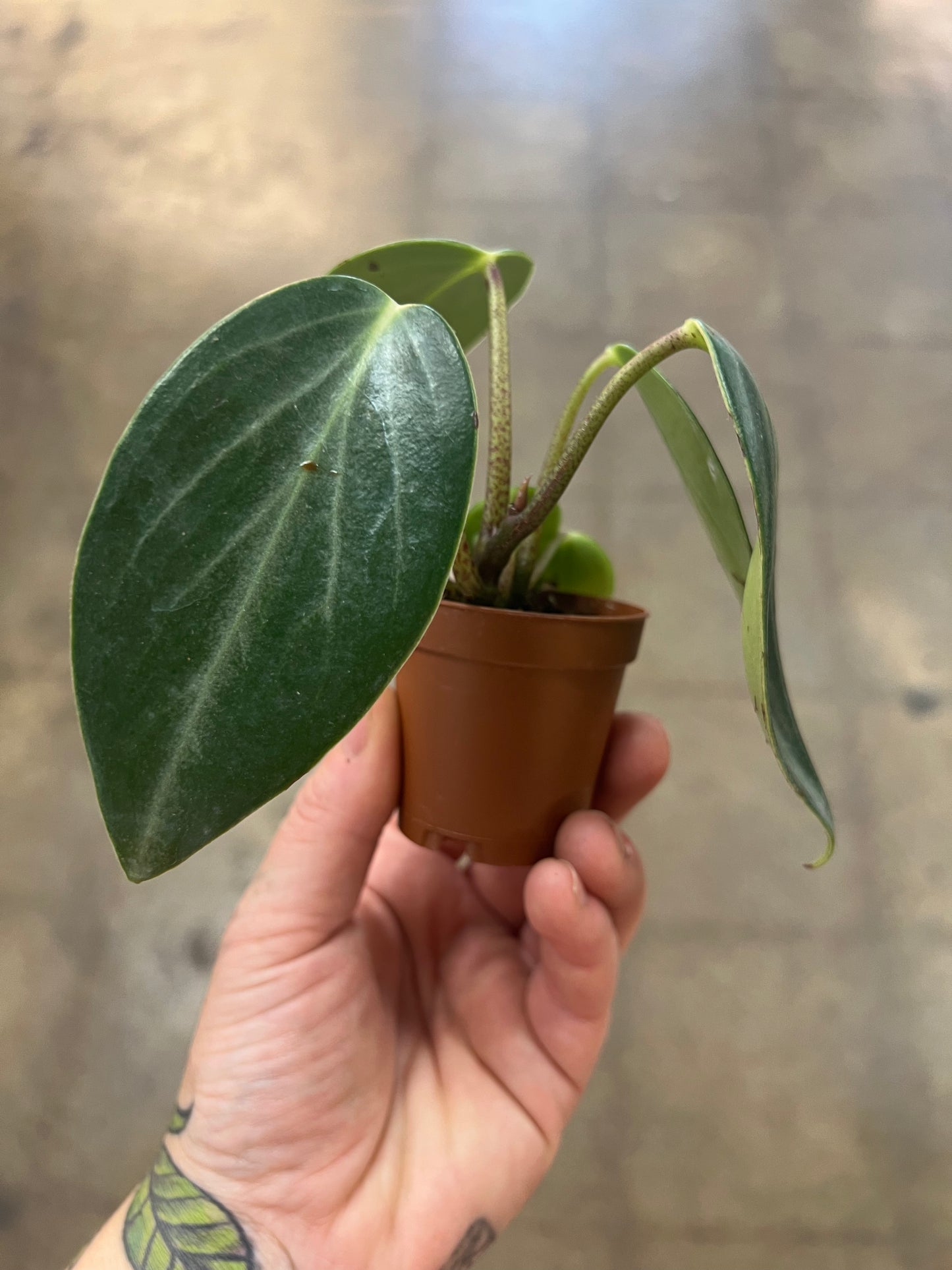 Peperomia Maculosa