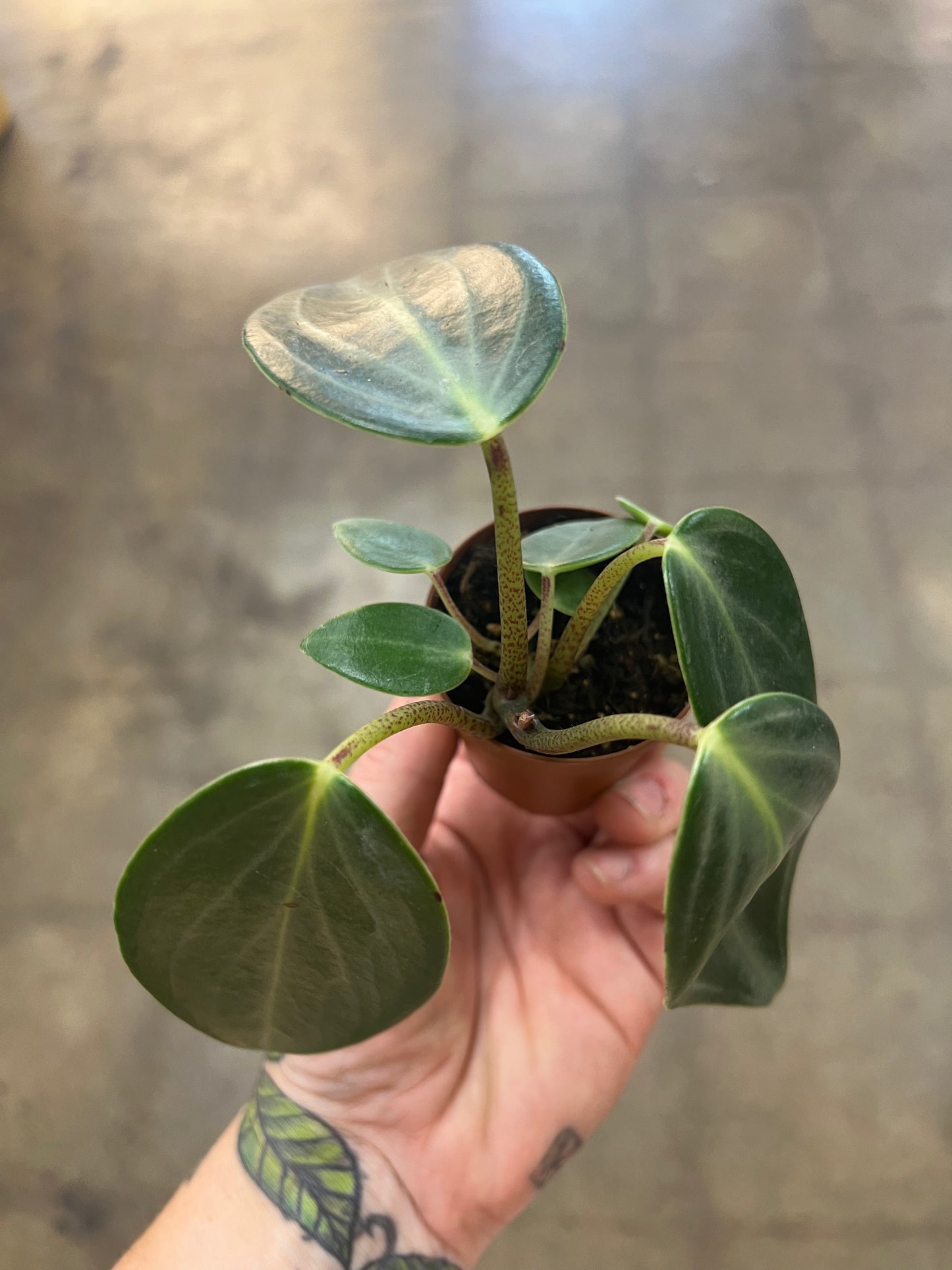 Peperomia Maculosa