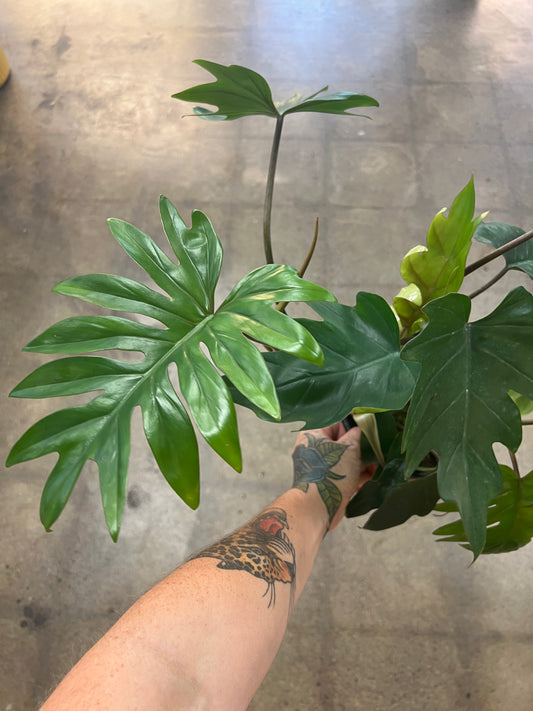 Philodendron Mayoi