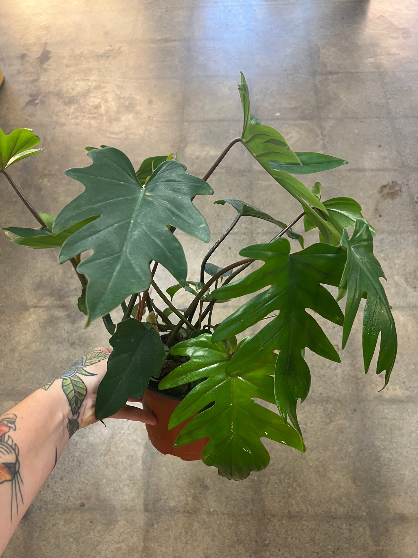 Philodendron Mayoi