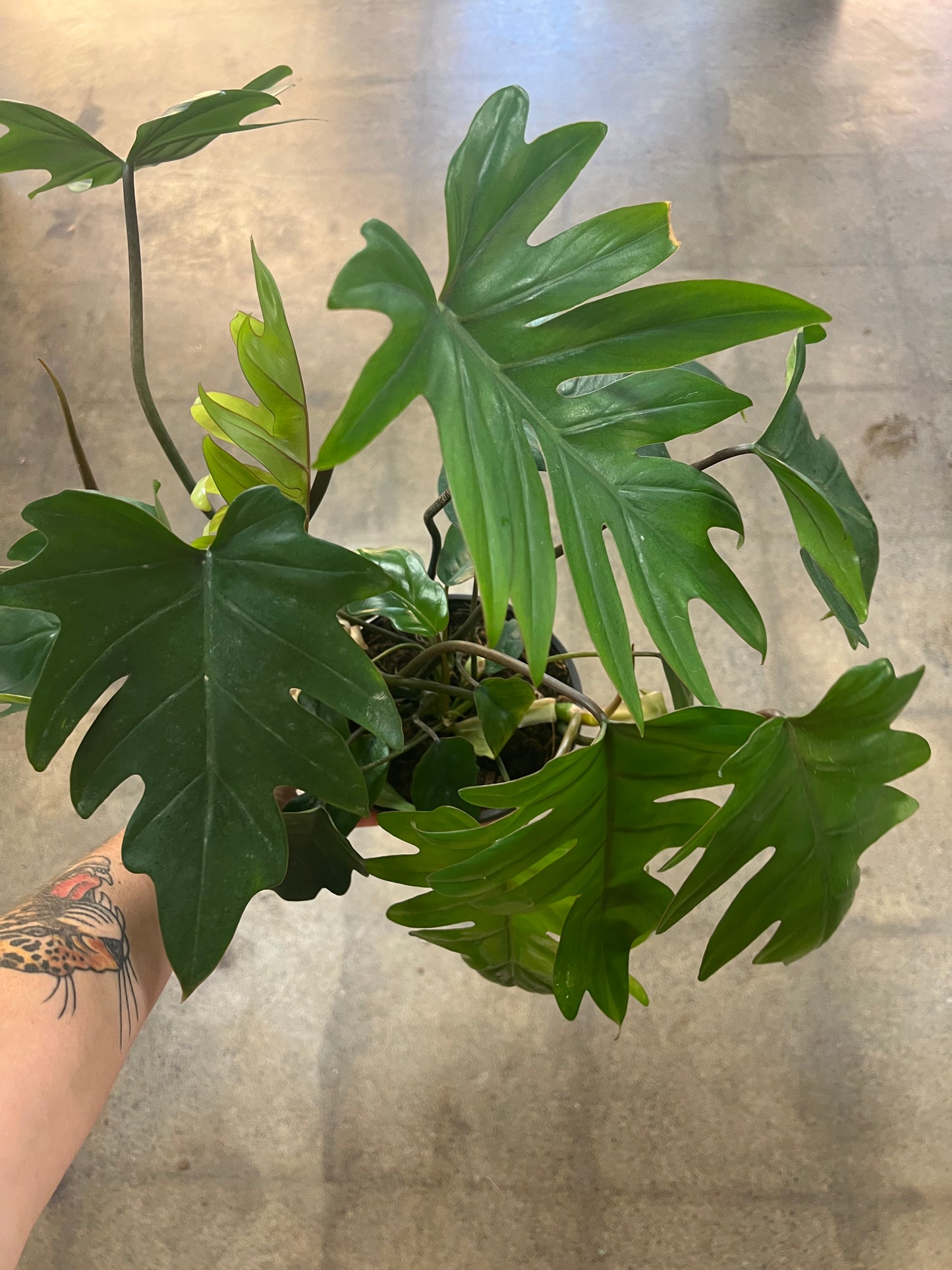 Philodendron Mayoi