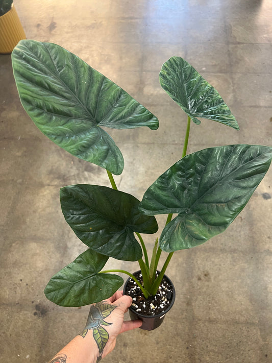 Alocasia Lukiwan