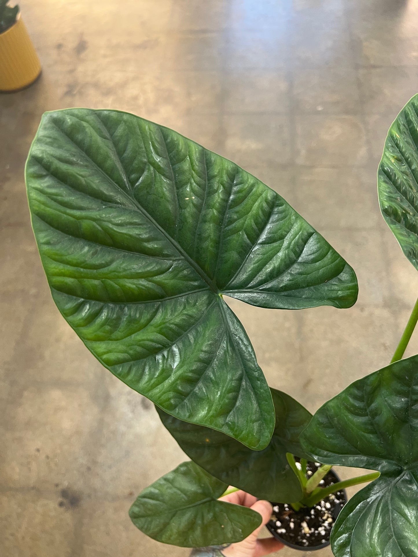 Alocasia Lukiwan