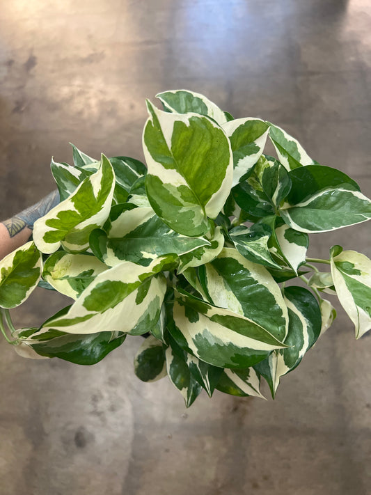 Pothos N'joy