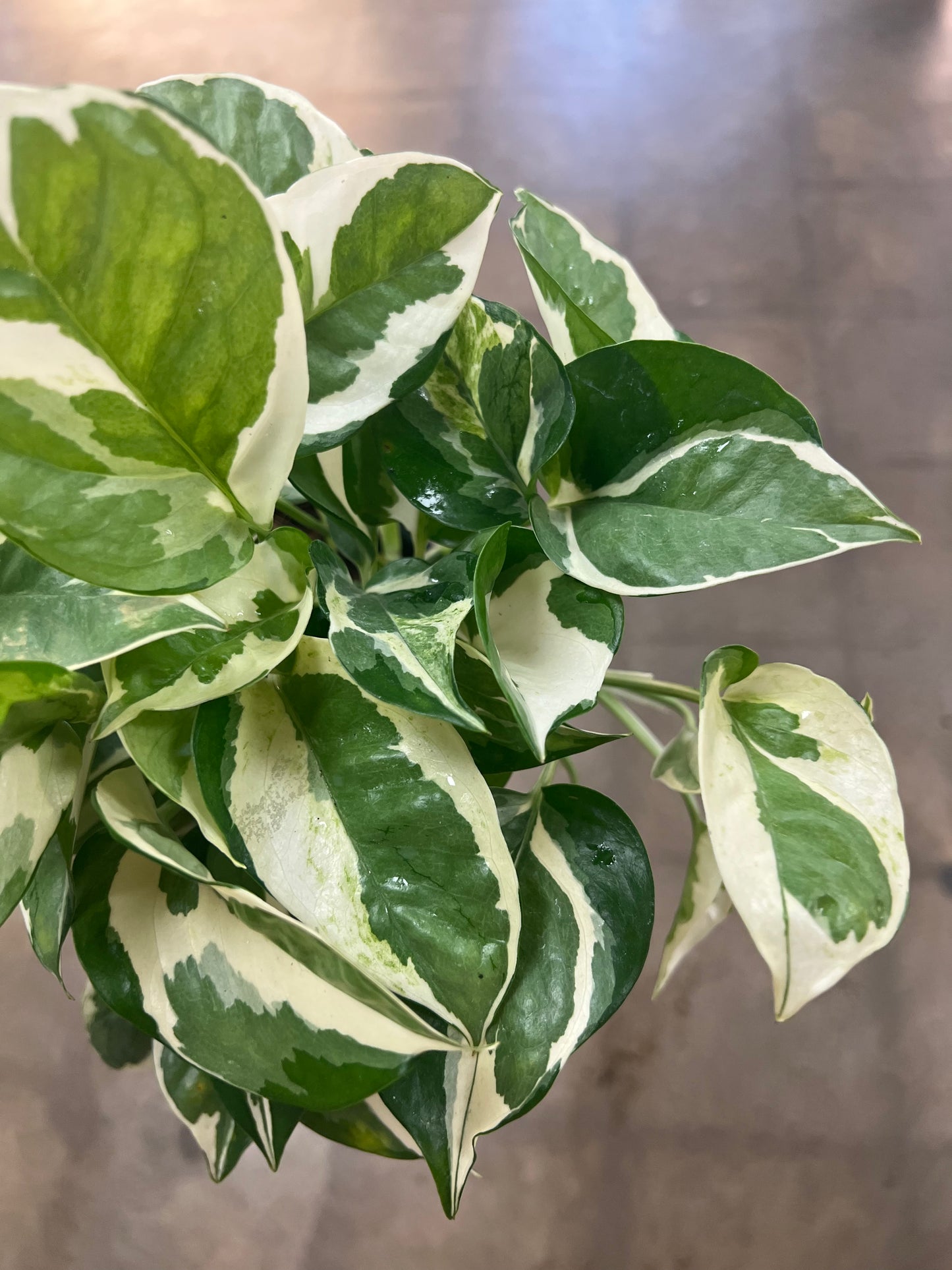 Pothos N'joy