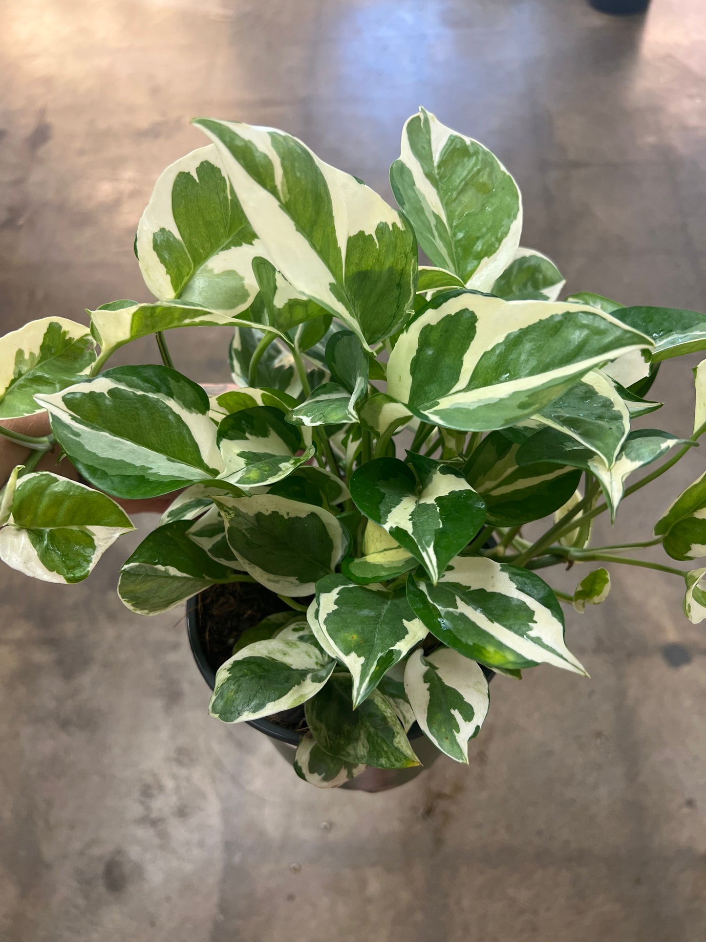 Pothos N'joy