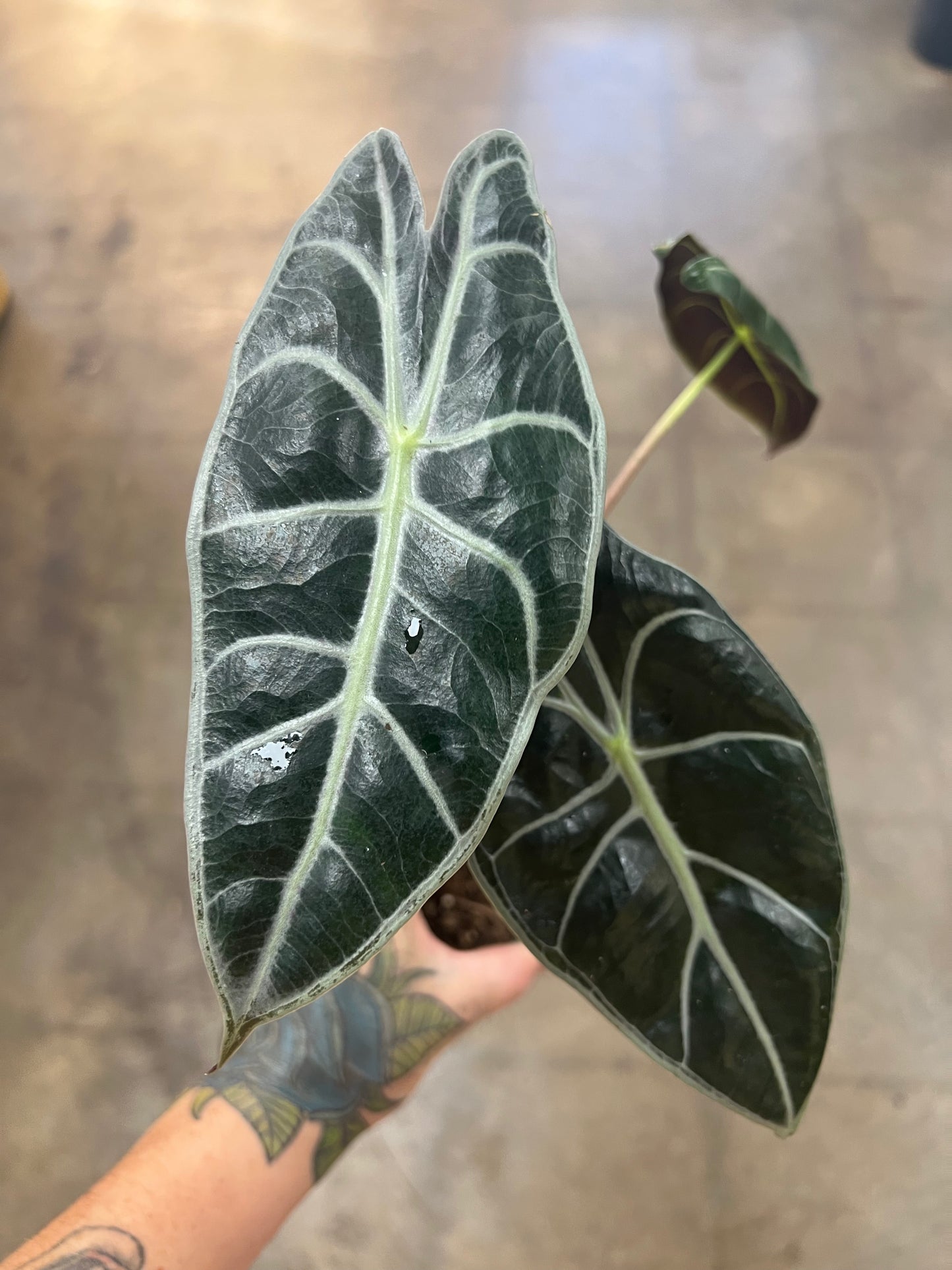 Alocasia Watsoniana Red Vein