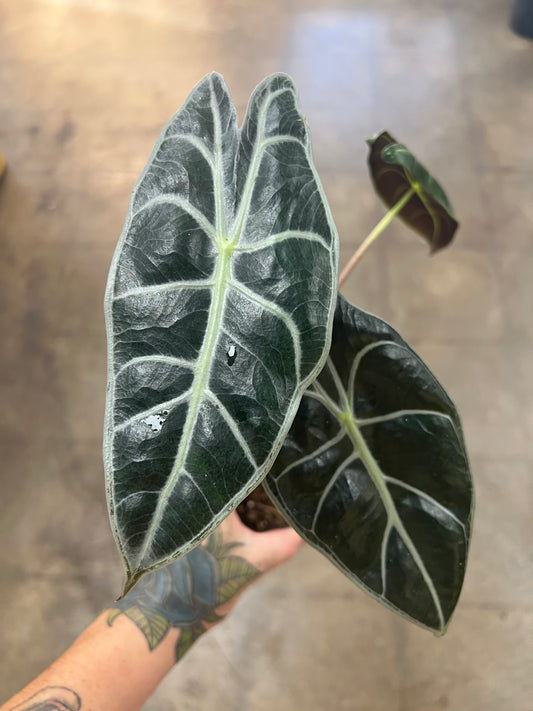 Alocasia Watsoniana Red Vein